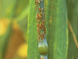 This image for Image Layouts addon